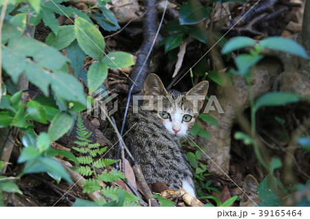 山の入り口で見つけたキジトラの子猫が警戒して振り向く 39165464