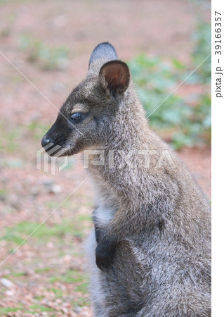 Kangaroo 39166357