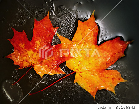 Maple Leaves 39166843
