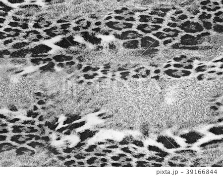Leopard Style Background Leopard Style Background 39166844