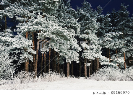 Forest At Night Forest At Night 39166970