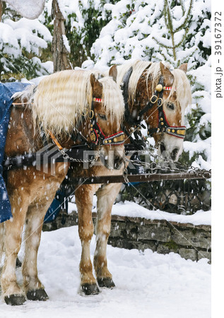 Christmas Horses Christmas Horses 39167372