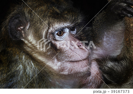 Macaque 39167373