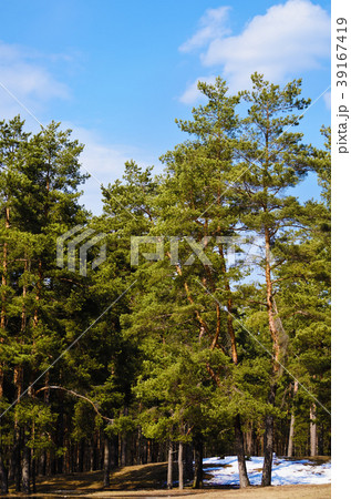 Pine Forest Pine Forest 39167419