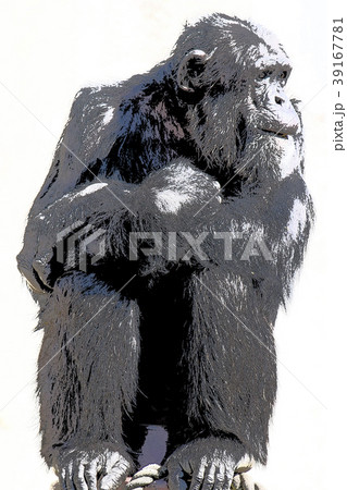 チンパンジー 39167781