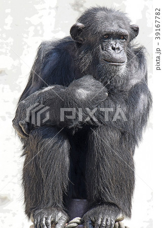 チンパンジー 39167782