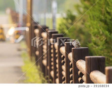 朝を待つスズメ 39168034