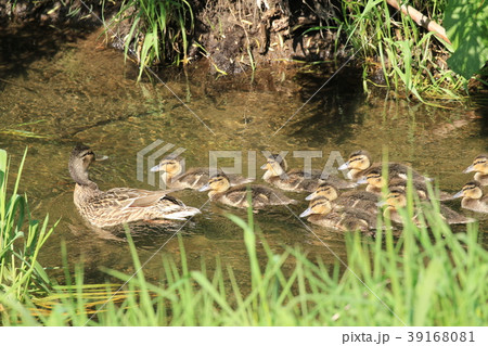 マガモの親子 39168081