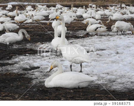 白鳥のいる風景 39168375