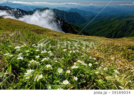 上越国境・仙ノ倉山のハクサンイチゲと雲湧く山並み 39169034