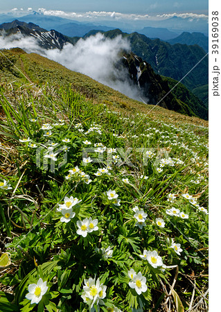 上越国境・仙ノ倉山のハクサンイチゲと雲湧く山並み 39169038