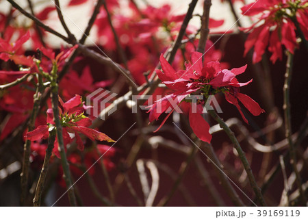 Euphorbia Pulcherrima red tree floral background 39169119