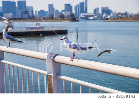 お台場海浜公園のユリカモメ 39169142