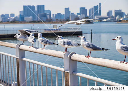 お台場海浜公園のユリカモメ 39169143