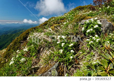 上越国境・仙ノ倉山のハクサンイチゲと雲湧く山並み 39169327