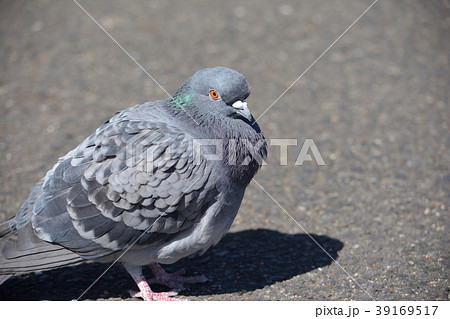 ハト ドバト ハト ドバト 39169517