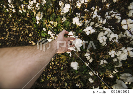 Cotton field in the countryside. 39169601