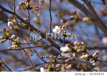 チラホラ咲き始めた桜 チラホラ咲き始めた桜 39169643