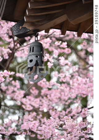 桜 39169748