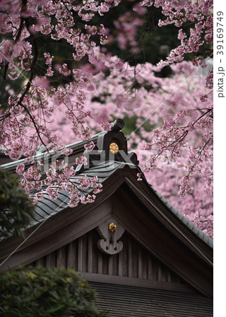 桜 桜 39169749