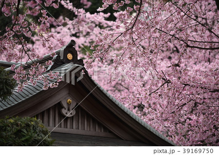 桜 39169750