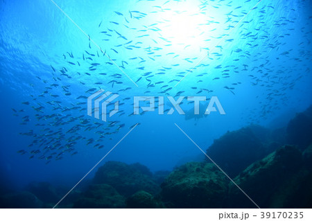 ダイバーとタカベの群れ 39170235