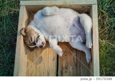 Bangkaew Puppies sleeping in wooden box 39170386