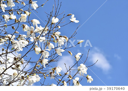 コブシ(辛夷) コブシ(辛夷) 39170640