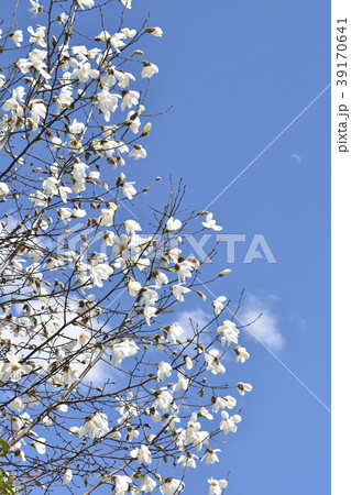 コブシ(辛夷) コブシ(辛夷) 39170641