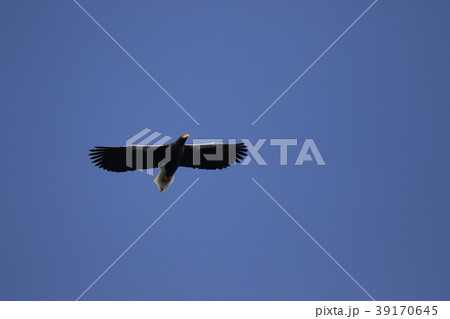 オオワシ 39170645