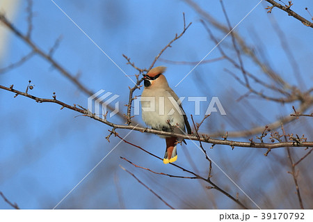 キレンジャク キレンジャク 39170792