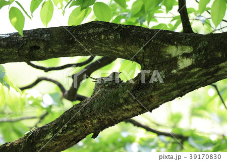 コサメビタキ 39170830