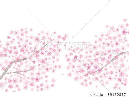 満開の桜のイラスト素材