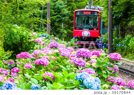 箱根登山鉄道とアジサイ 彫刻の森駅付近 39170844