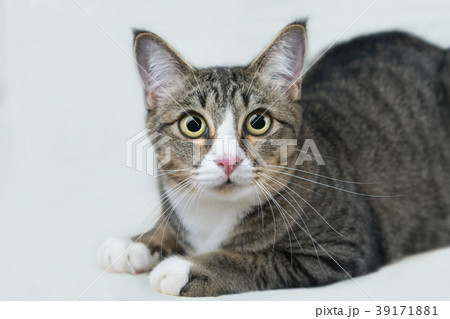 cats in thailand cats in thailand 39171881
