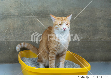 The excretion of cats is routine daily. 39171882