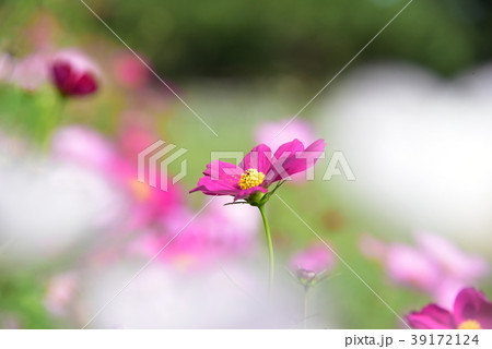 コスモス畑 39172124
