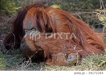 オランウータン 39172264