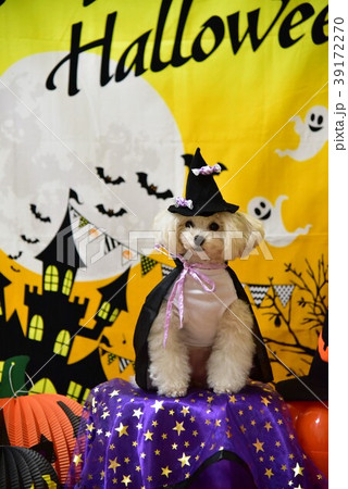 犬とハロウィン 犬とハロウィン 39172270