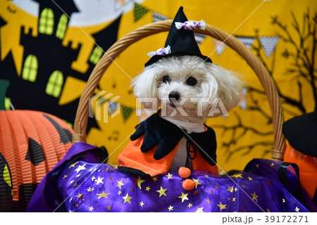 犬とアハロウィン 39172271