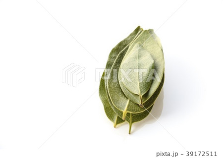 ローリエ 39172511