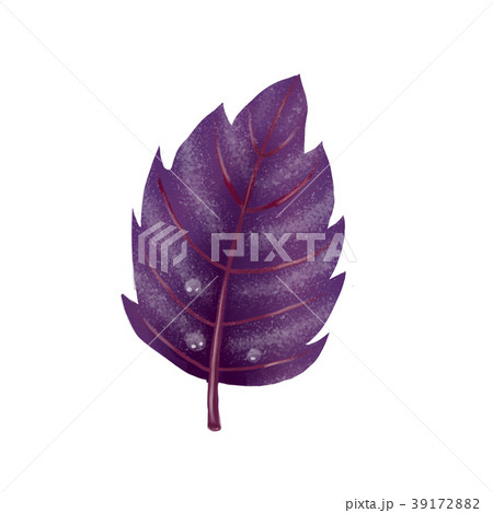 Illustration. Red Basil leaf on white background. Illustration. Red Basil leaf on white background. 39172882