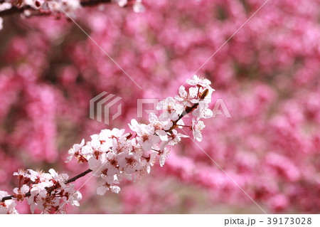桜（桃の花背景） 39173028