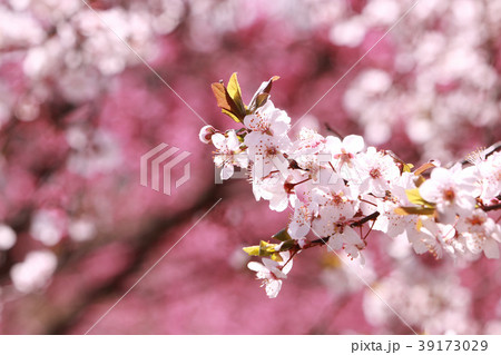 桜（桃の花背景） 39173029