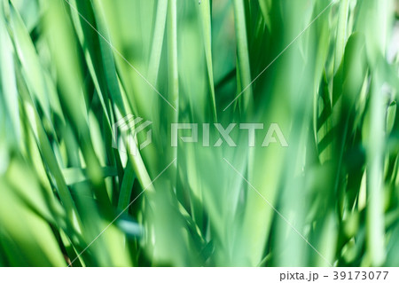 Fresh green grass with water droplet in sunshine 39173077