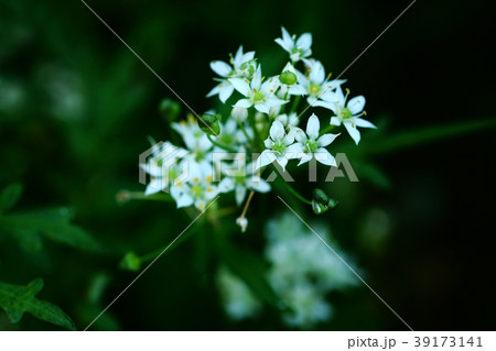 野菜 白いニラの花の写真素材