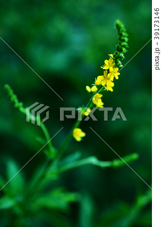 水引 黄色いキンミズヒキの花 水引 黄色いキンミズヒキの花 39173146