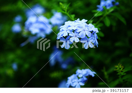 プルンバゴ　薄青色の花 39173157