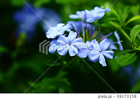 プルンバゴ　薄青色の花 39173158
