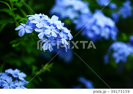 プルンバゴ　薄青色の花 39173159